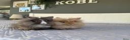 Lionhead rabbits for sale: 2 x lionhead rabbits - Advert 3