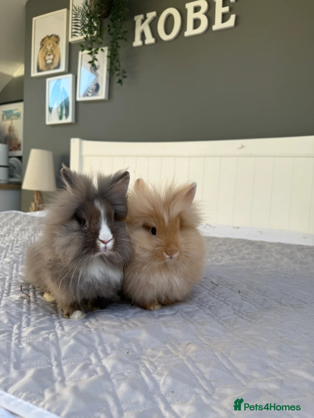 Lionhead rabbits for sale: 2 x lionhead rabbits - Advert 3