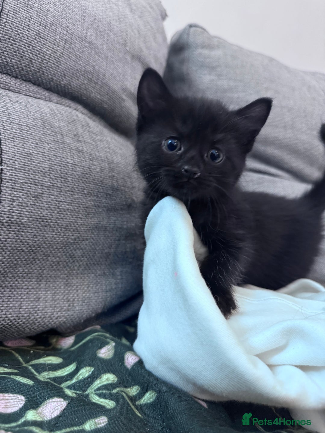 Mixed Breed cats for sale: Beautiful kittens looking new home 🐱🧡 - Advert 19