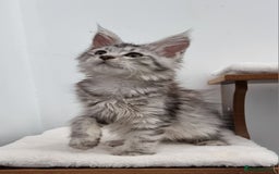Maine Coon cats for sale: Pedigree GCCF Maine Coon Kittens for sale  - Image 2