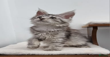 Maine Coon cats - Advert 2