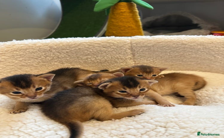 Abyssinian cats - Advert 6