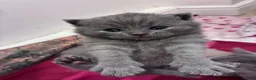 British Shorthair cats for sale: British Short Hair Kittens - Advert 12