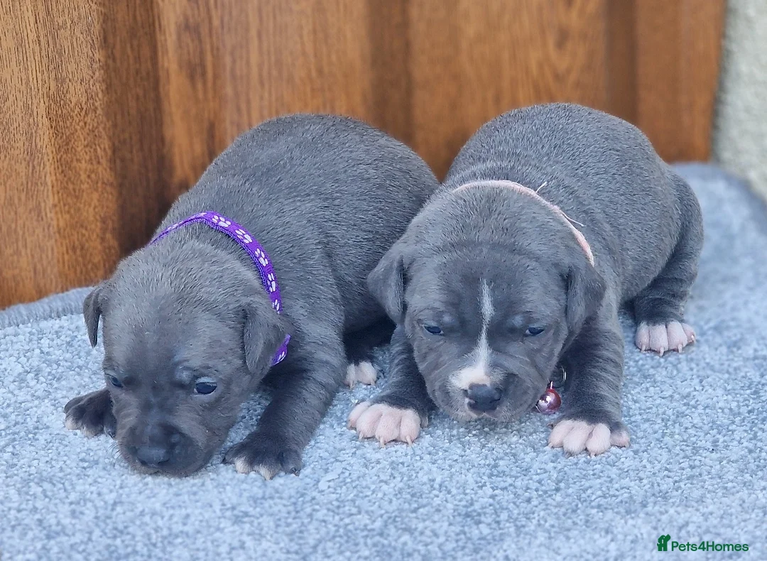 Staffordshire Bull Terrier dogs for stud: 2 SOLID BLUE MALES AVAILABLE FOR STUD  - Advert 17