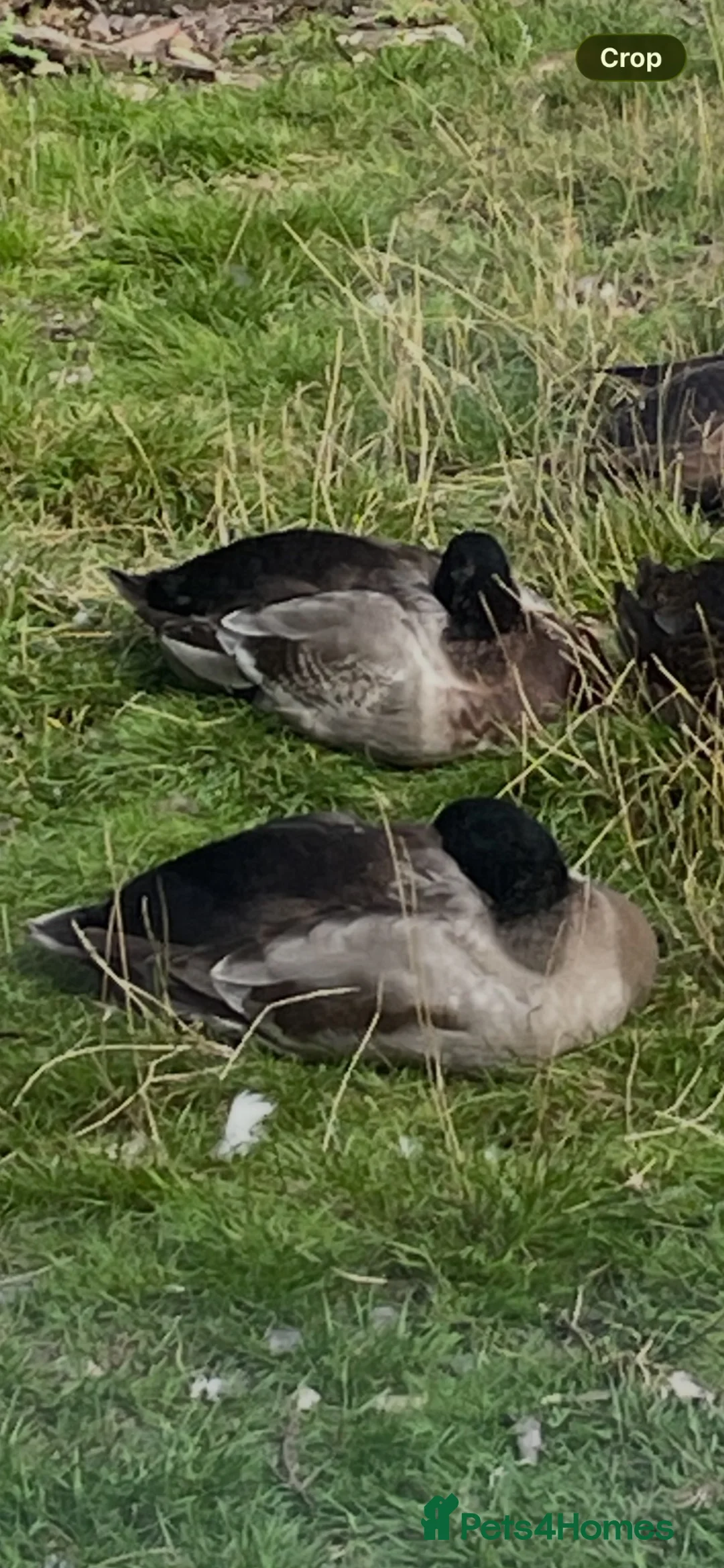 Ducks poultry for sale: 2 drakes  - Advert 2