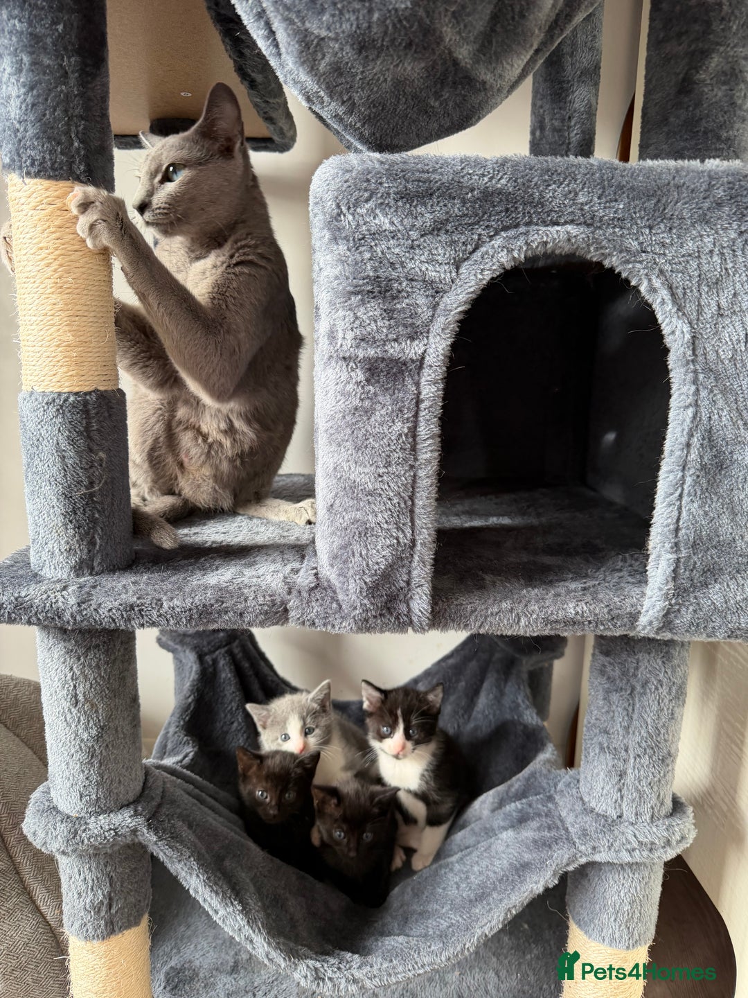 Russian Blue cats for sale: “Black Panther” Gorgeous Russian Blue Mixed breed! - Advert 1