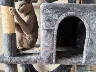 Russian Blue cats “Black Panther” Gorgeous Russian Blue Mixed breed! - Advert 3