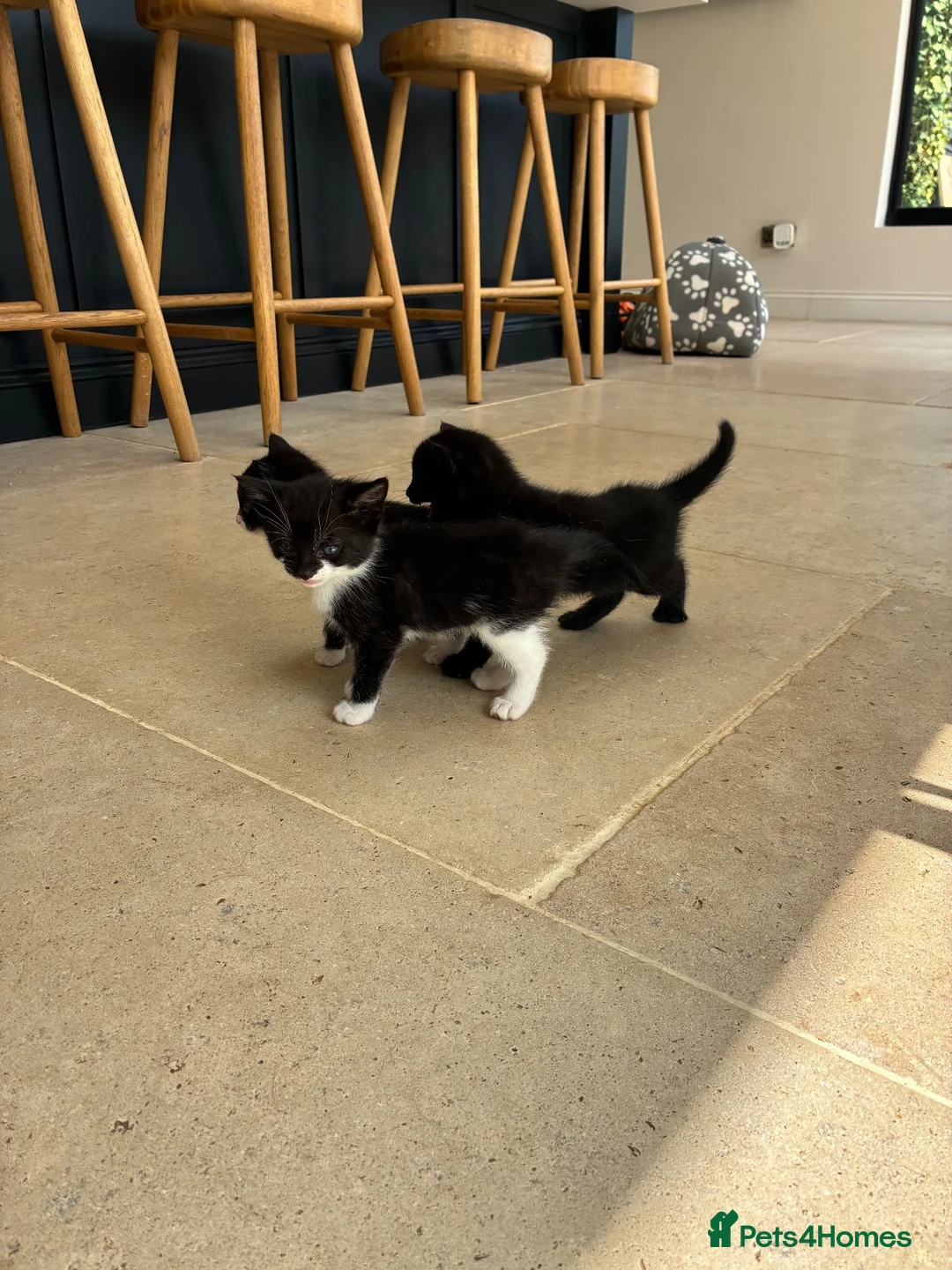 Mixed Breed cats for sale: Beautiful kittens  - Advert 7