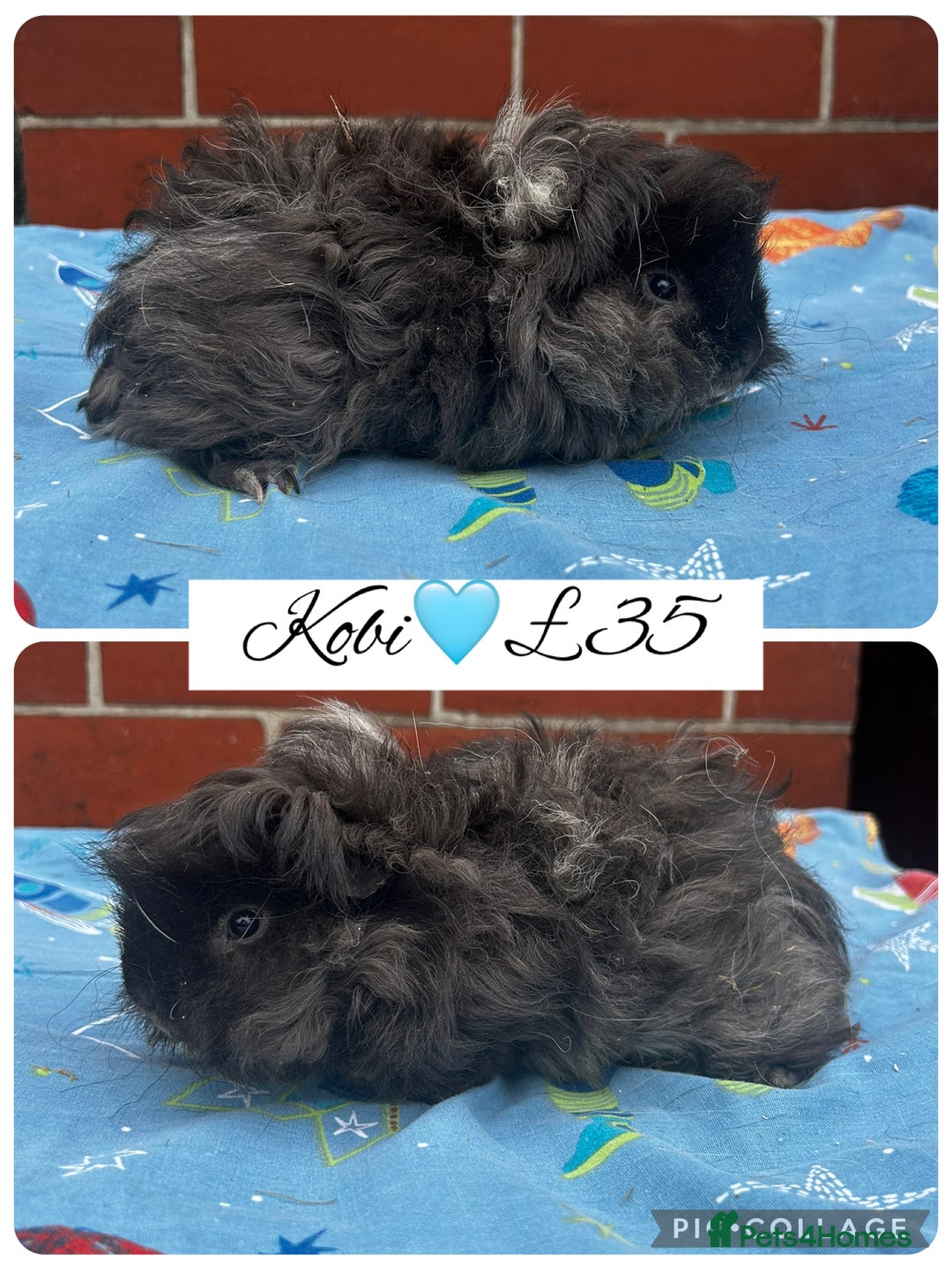 Guinea Pig rodents for sale: Guinea pig boars  - Image 8