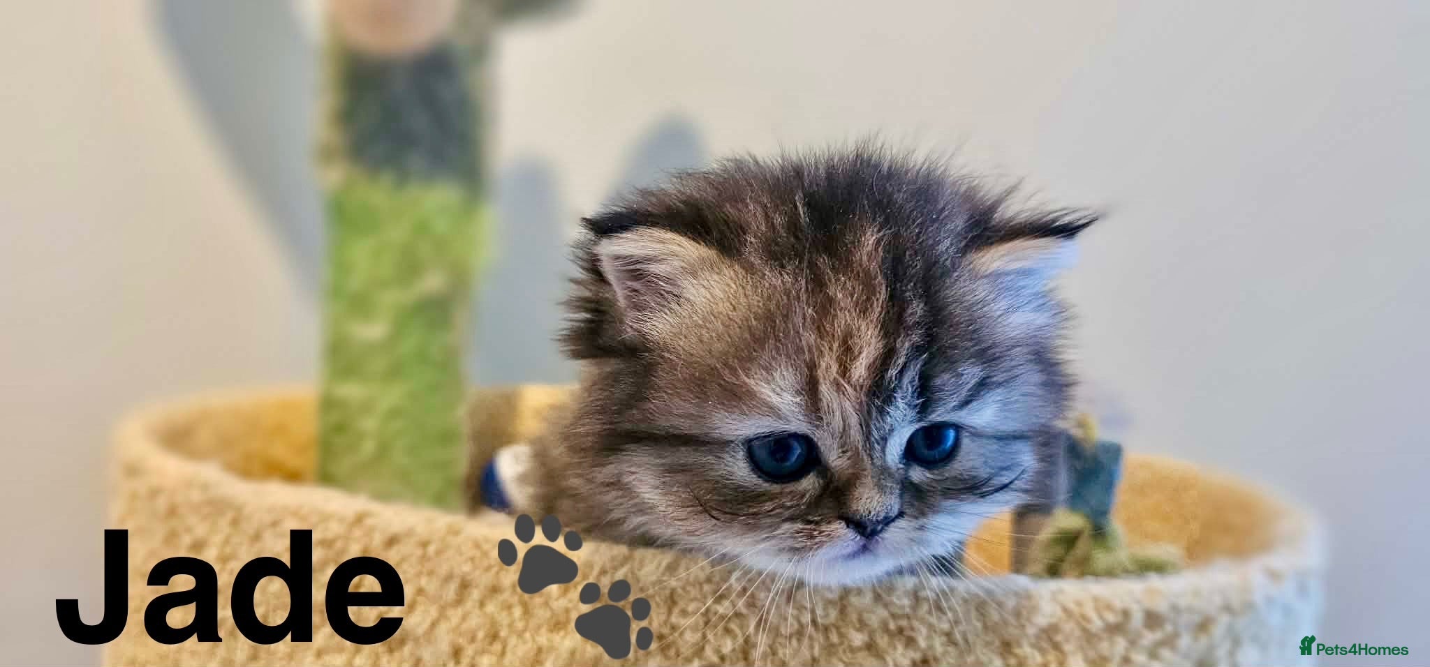 Persian cats Beautiful litter of Persian kittens, PKD Neg - Advert 3