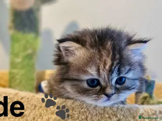Persian cats Beautiful litter of Persian kittens, PKD Neg - Advert 3