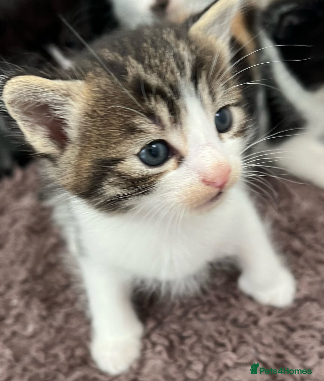 Mixed Breed cats for sale: CLEMMIE’S CUTIES  - Image 14