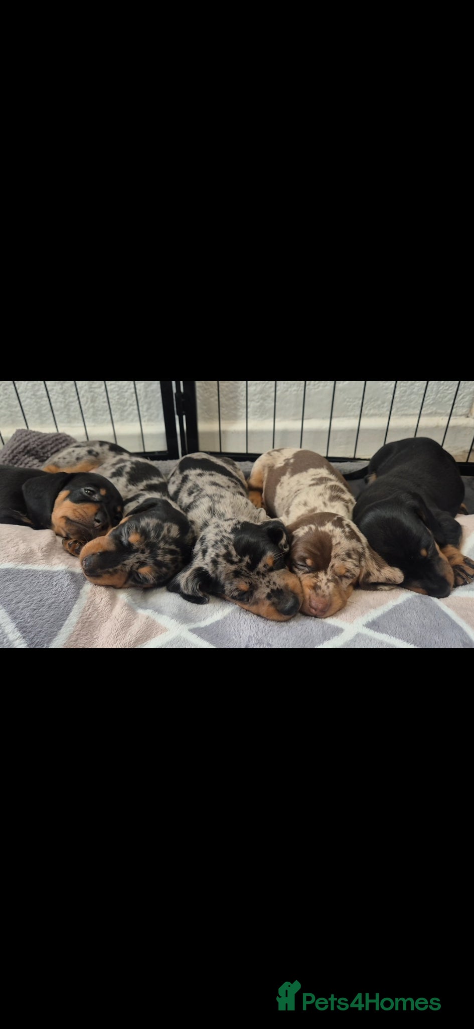 Miniature Dachshund dogs 🐾KC Silver Dapple - Elite Show Lines - 2.2% COI🐾 - Advert 14