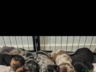 Miniature Dachshund dogs 🐾KC Silver Dapple - Elite Show Lines - 2.2% COI🐾 - Advert 14