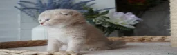 Munchkin cats for sale: ⚜️Rare munchkins⚜️ - Advert 14