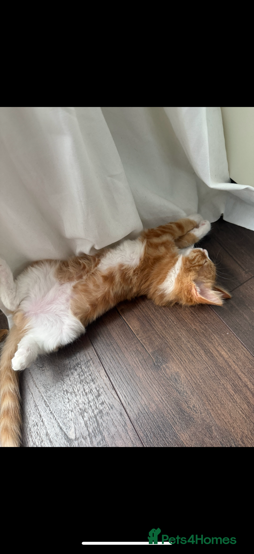Siberian cats for sale: Special needs kitten needs a special home - Image 4