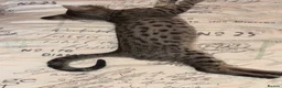 Savannah cats for sale: Savannah F4 kittens - Advert 2