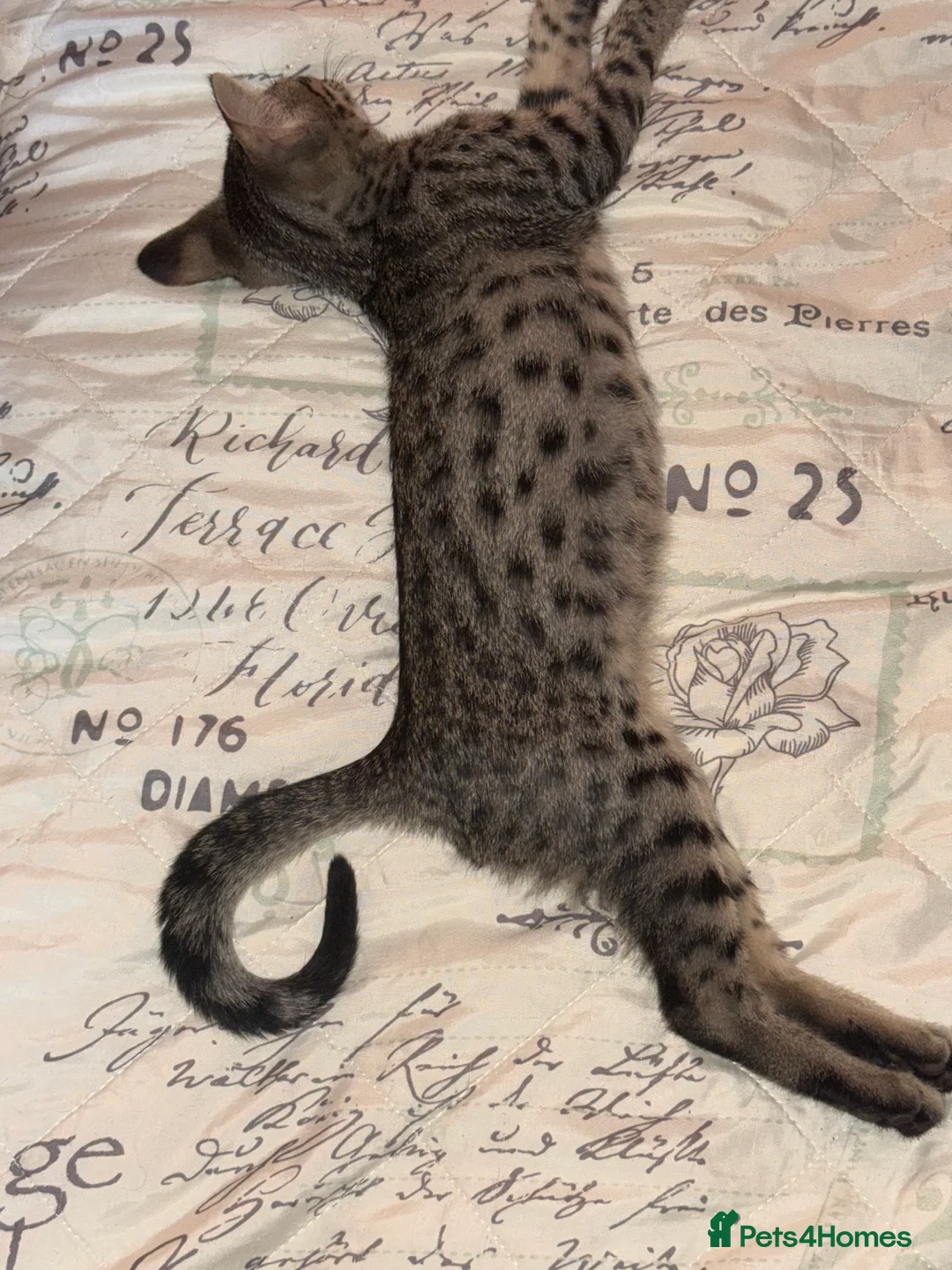 Savannah cats for sale: Savannah F4 kittens - Advert 2
