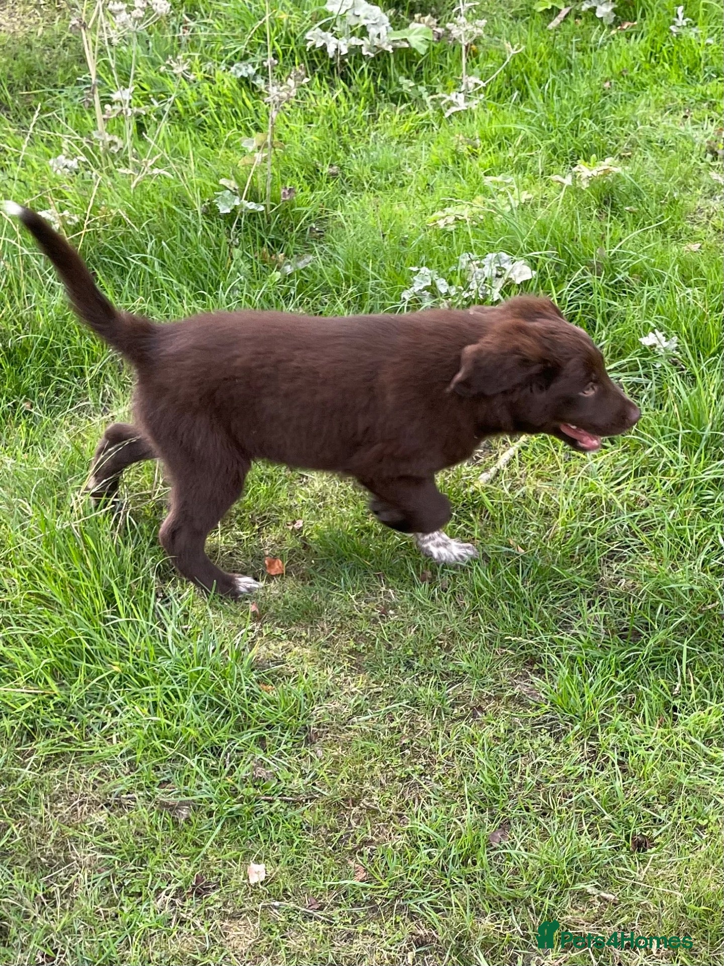 Border Collie dogs Fluffy Border Collie x Cocker Spaniel - Advert 2