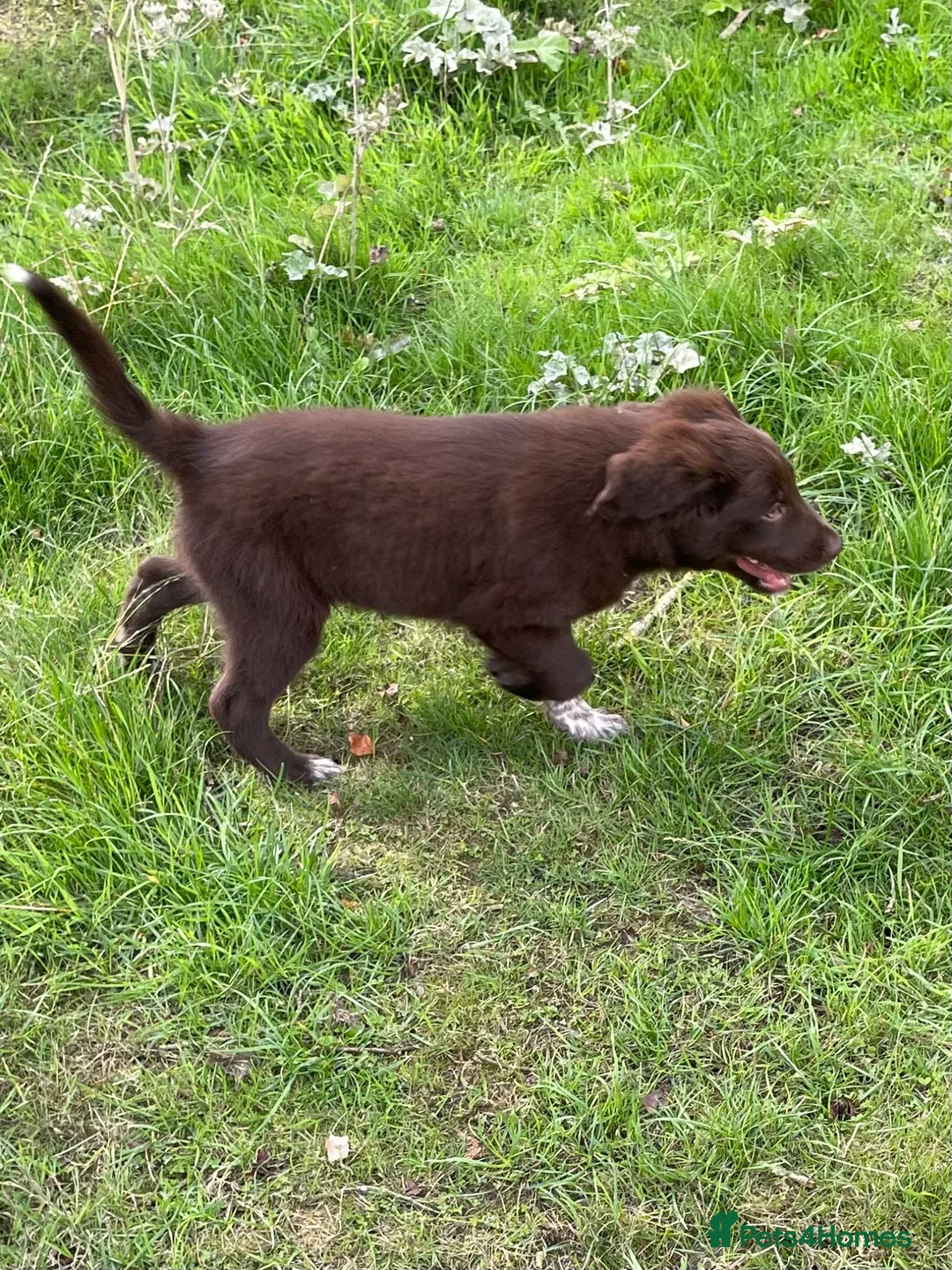Border Collie dogs for sale: Fluffy Border Collie x Cocker Spaniel - Advert 2