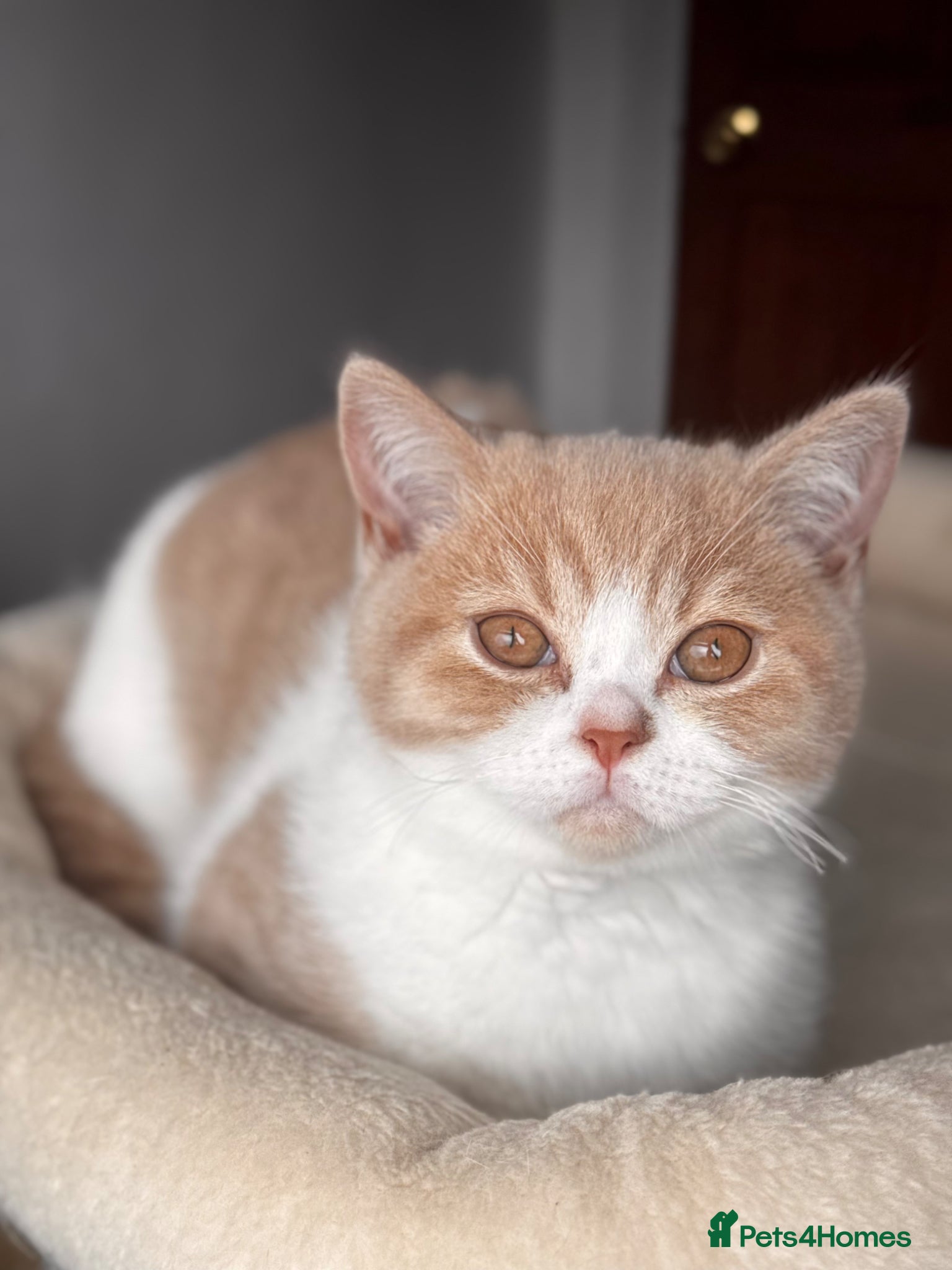 British Shorthair cats for sale: Gorgeous British shorthair,LAST KITTEN 💙💖🏆🏆 - Advert 1