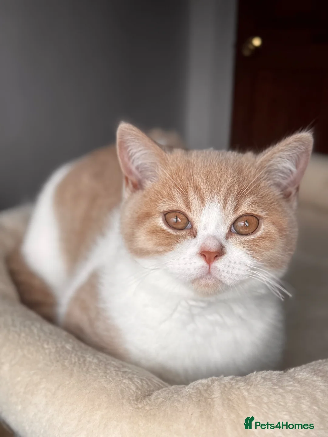 British Shorthair cats for sale: Gorgeous British shorthair,LAST KITTEN 💙💖🏆🏆 - Advert 1