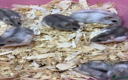 Hamster rodents for sale: Cute, friendly dwarf hamsters  - Image 3