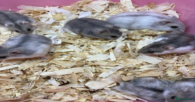 Hamster rodents - Advert 3