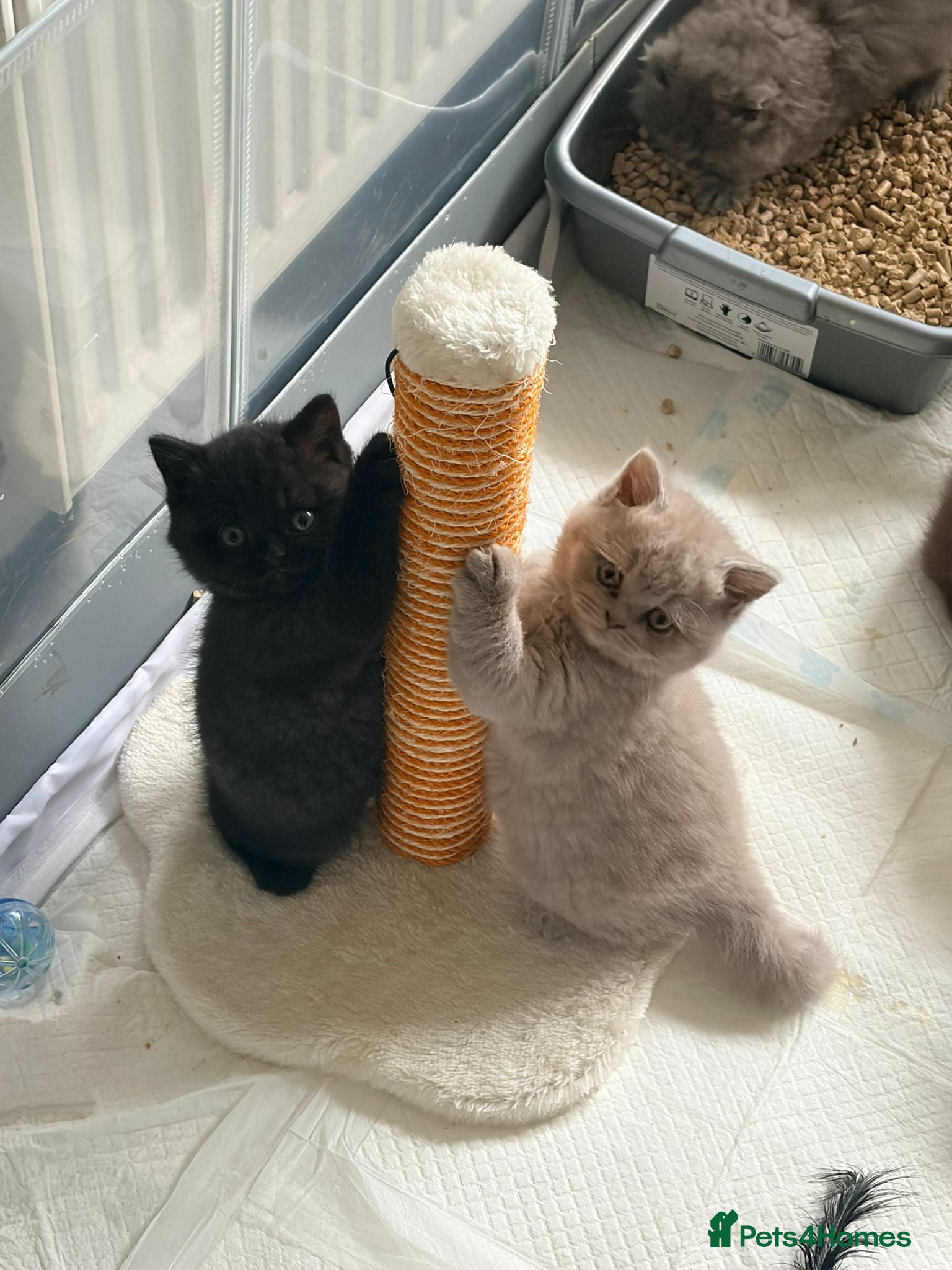 British Shorthair cats 4 Pedigree chunky BSH  - Advert 14