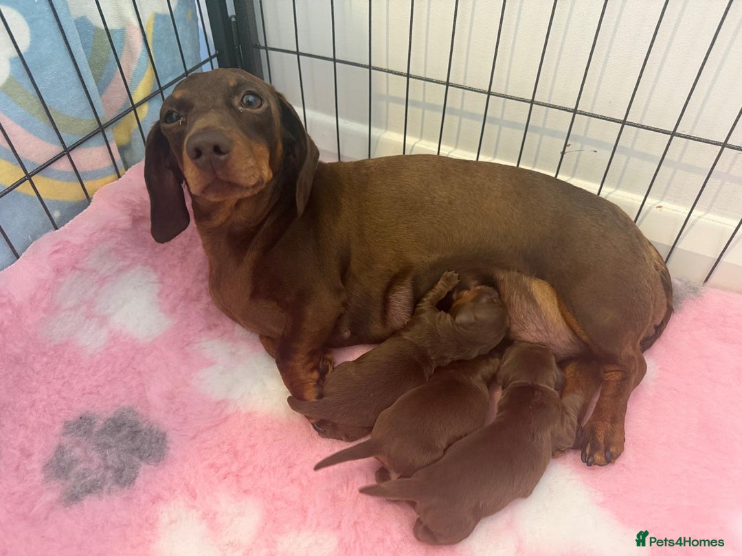 Dachshund dogs for sale: PERFECT MINIATURE DACHSHUNDS BABIES 🐶 - Image 3
