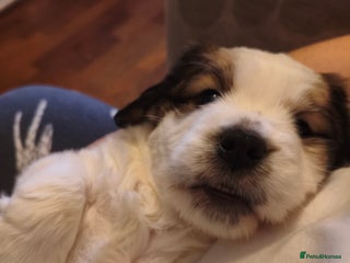Mixed Breed dogs Gorgeous Male Cocker Bassett x Shichon Puppy - Advert 16