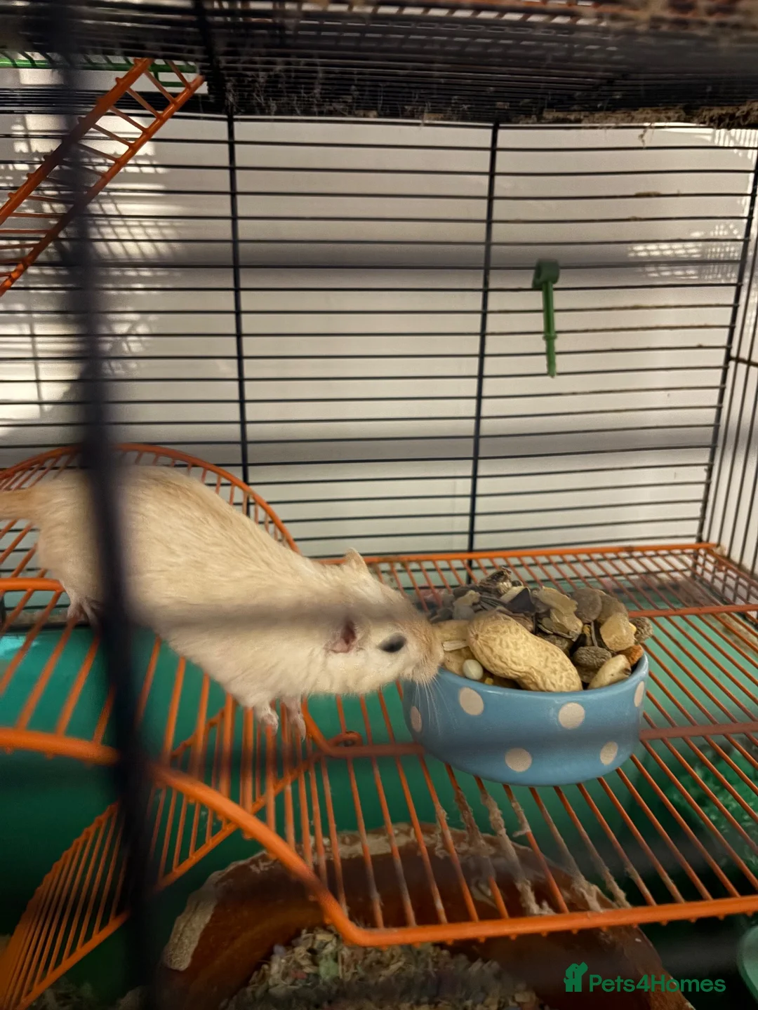 Gerbil rodents for sale: Gerbil  - Advert 2