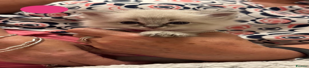 Miss Pink (Tabby)