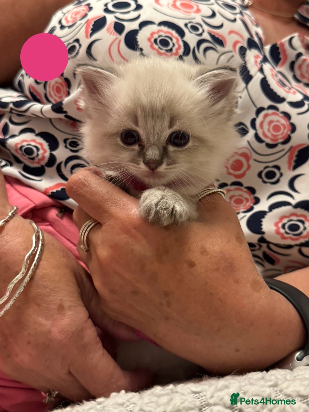 Ragdoll cats for sale: 5 Pure Ragdoll Kittens (7 Weeks Old) in Camborne - Image 12