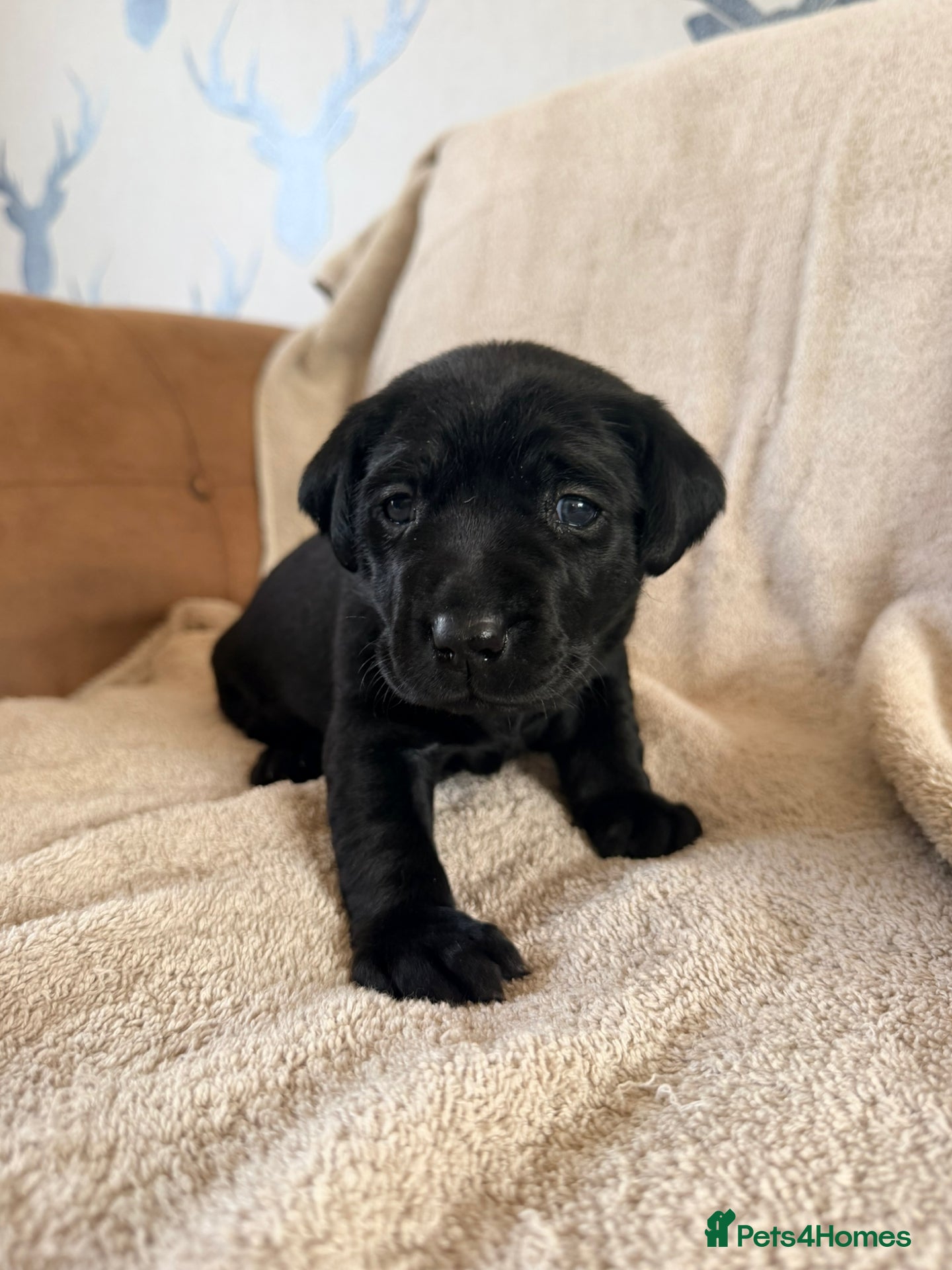 Labrador Retriever dogs for sale: stunning working line labrador retriever puppies - Advert 3
