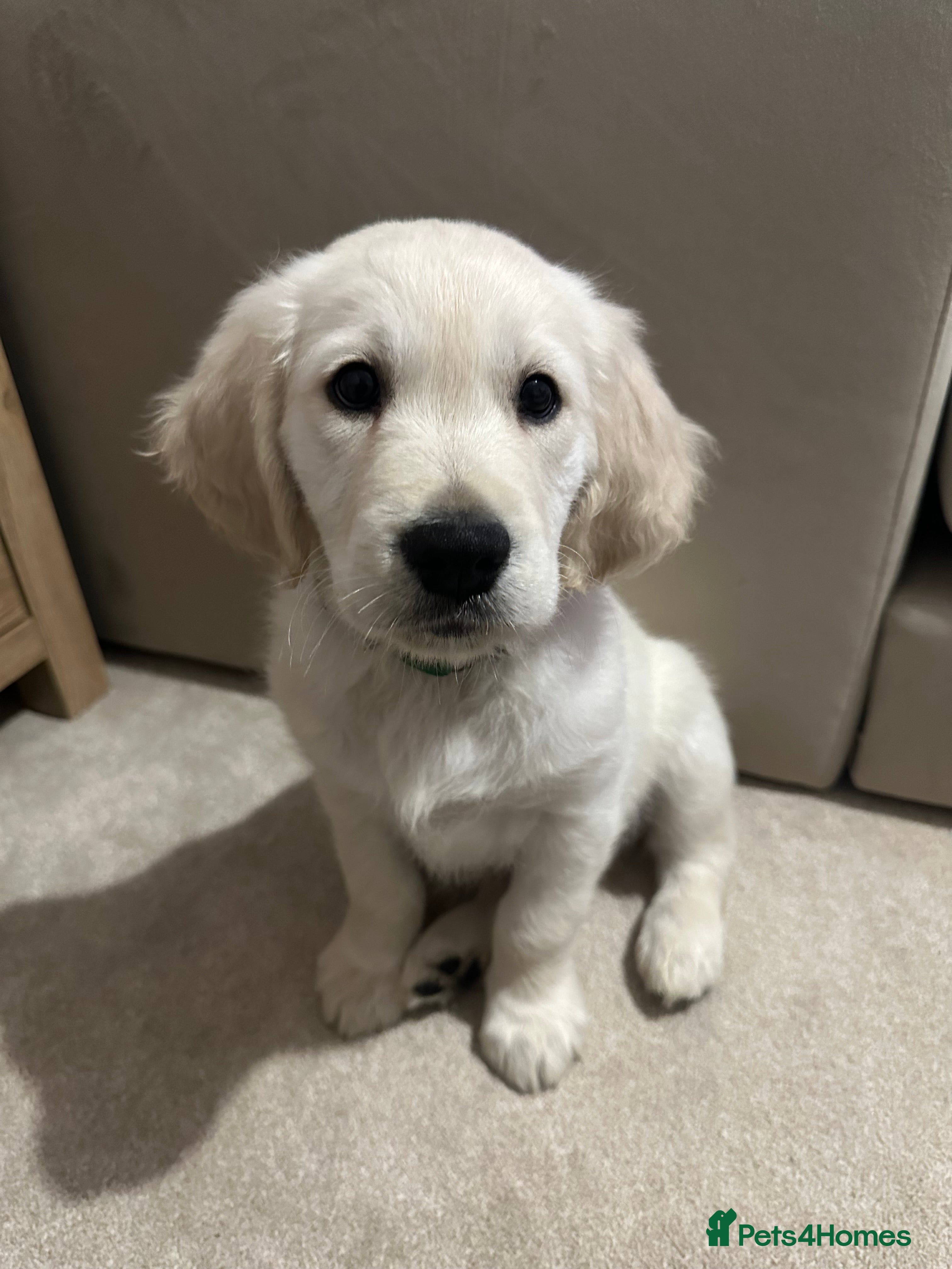 Golden Retriever dogs Kc reg cream golden retriever puppies - Advert 2