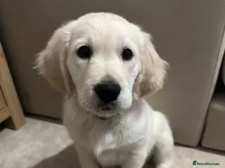 Golden Retriever dogs Kc reg cream golden retriever puppies - Advert 10