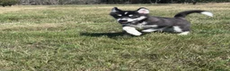 Mixed Breed dogs for sale: Socialised Husky x Malamute | Health tested 🐾 - Advert 17