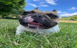 French Bulldog dogs for sale: Perfect sweet boy looking for new home  - Image 8