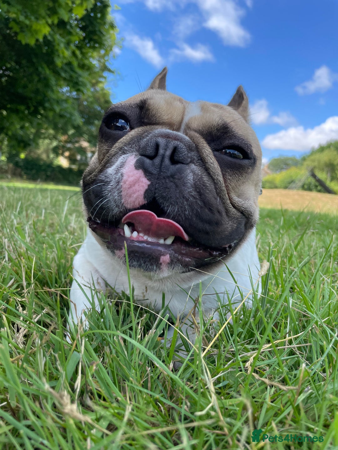 French Bulldog dogs for sale: Perfect sweet boy looking for new home  - Image 8