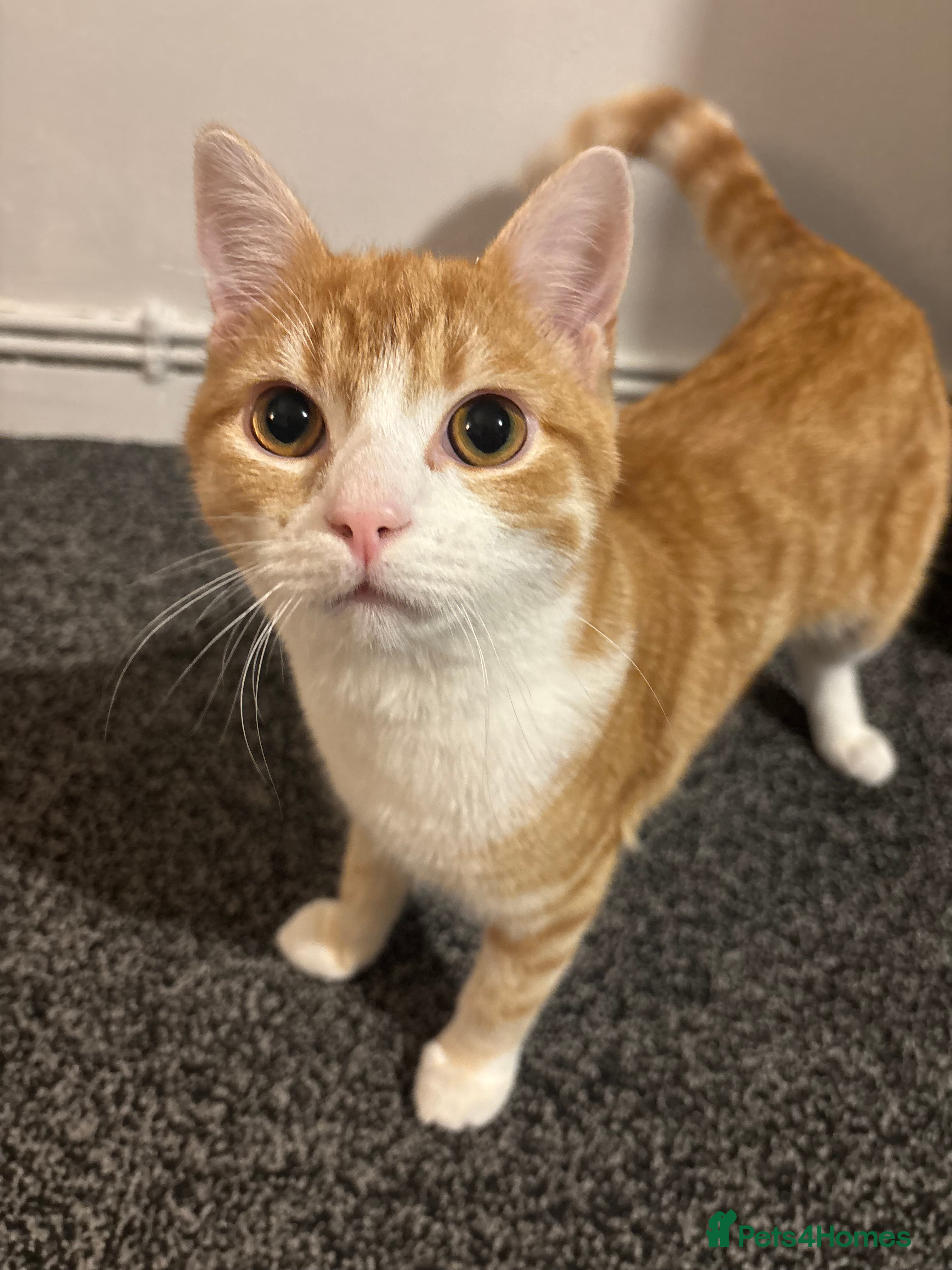 Mixed Breed cats Ginger male kitten  - Advert 7