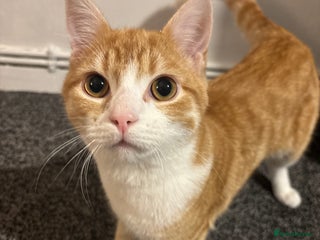 Mixed Breed cats Ginger male kitten - Advert 1