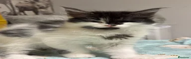 Maine Coon 2