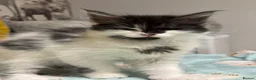Maine Coon cats for sale: Maine coon cross - Advert 4