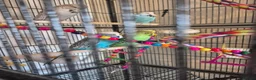 Budgerigars birds for sale: Exhibition budgies and cage in Bury Saint Edmunds - Advert 2