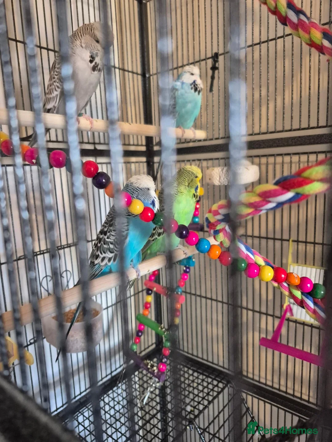 Budgerigars birds for sale: Exhibition budgies and cage in Bury Saint Edmunds - Advert 2