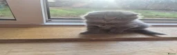 Scottish Fold cats for sale: Scottish fold and straight, girl, boy in Nottingham - Advert 21