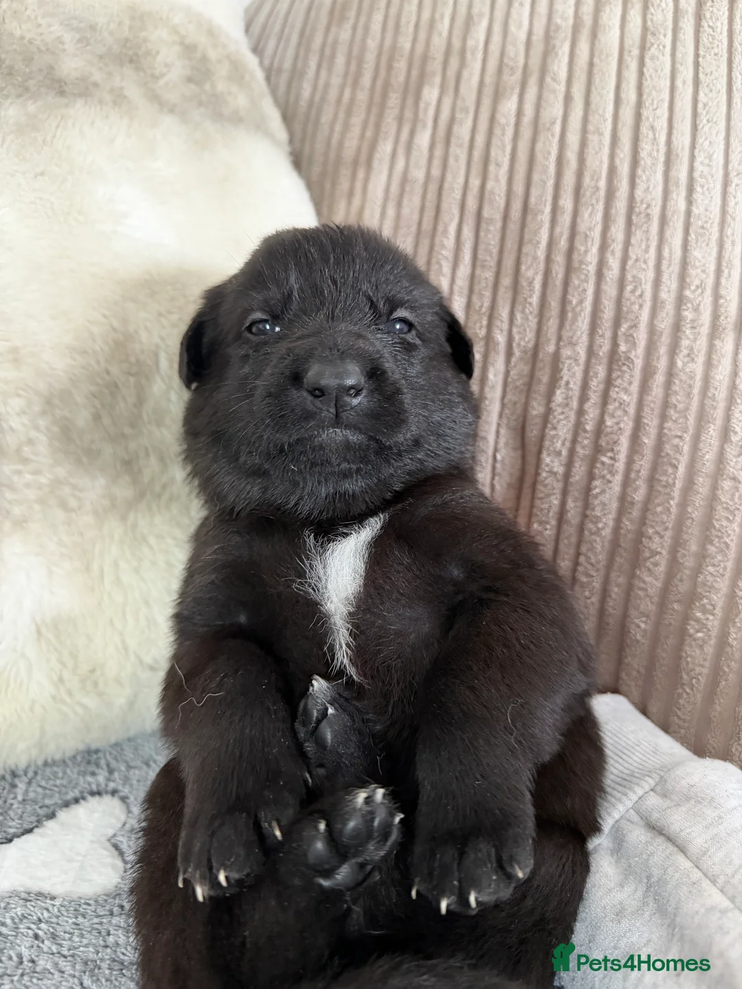German Shepherd dogs for sale: Healthy German Shepherd Puppies - Advert 2