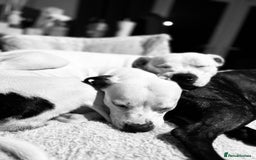 Staffordshire Bull Terrier dogs for sale: Beautiful Nearly 2 year old staff  - Image 7