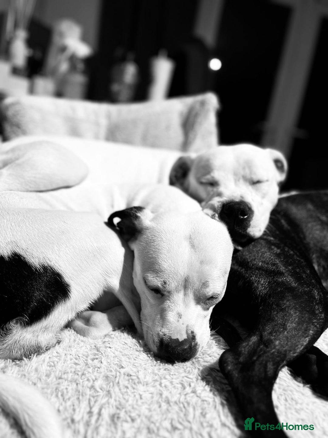 Staffordshire Bull Terrier dogs for sale: Beautiful Nearly 2 year old staff  - Image 7